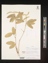 Image result for Adenodolichos