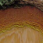 Image result for Pentadesma