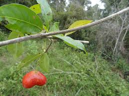 Image result for Rauvolfia mombasiana