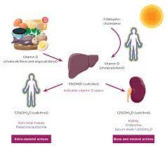 Vitamin d deficiency can result from inadequate exposure to sunlight; Vitamin D Deficiency Is It Really A Problem And What S The Solution Society For Endocrinology