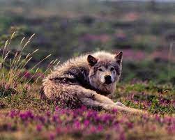 National Geographic On Instagram Photograph By Paulnicklen I Lived Alone On The Tundra In The Canadian High Arctic Fo Wild Dogs Animals Animals Beautiful