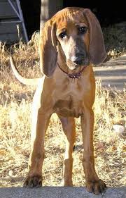 Whether you are looking for a red hound pup, pure bred puppies or a redbone coonhound for sale, you have come to the right place. Redbone Coonhound Dog Breed Information And Pictures