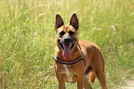 See more of belgian malinois on facebook. Belgian Malinois Dog Health Wellness Characteristics Info Dog Health And Wellness