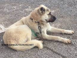 kangal uretim ciftligi adli kullanicinin satilik kangal https www kangalyavrusu net panosundaki pin kangal kopegi kopek yavru kopek