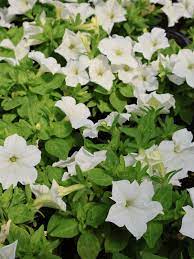 4.5" FIREFLY PETUNIA – Pandy's Garden Center