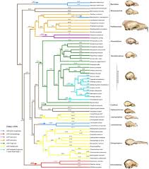 000 business 35, west columbia, tx 77486. Intense Natural Selection Preceded The Invasion Of New Adaptive Zones During The Radiation Of New World Leaf Nosed Bats Scientific Reports