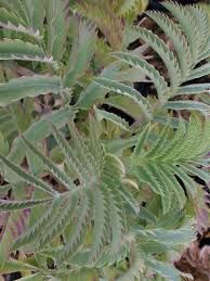 Image result for Melianthus major