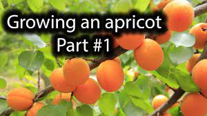 Waffle, waffle, waffle, don't waste your time. How To Grow An Apricot Tree From Seed Part 1 Youtube