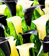 Calla Mix Piano Man Top Qualitat Kaufen Baldur Garten