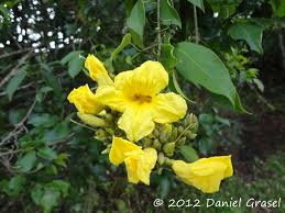 Image result for Adenocalymma