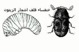 RÃ©sultats de recherche d'images pour Â«Â â€«Ø§ÙØ§Øª Ø§Ù„Ø²ÙŠØªÙˆÙ†â€¬â€ŽÂ Â»
