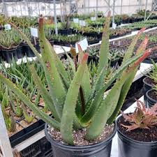 Image result for Aloe ribauensis