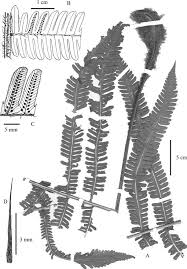 Image result for Megalastrum lanuginosum