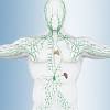 Das lymphsystem (lymphatische system) des menschlichen körpers stellt einen wichtigen bestandteil unseres immunsystems (abwehrsystems) dar. 1
