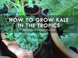 How To Grow Kale In The Tropics Justasdelish Com Growing Kale Growing Veggies Kale