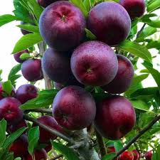 Pohon apel tumbuh di daerah yang memiliki suhu udara dingin atau sejuk. Bisa Beli Ecer Bibit Tanaman Buah Apel Red Caroline Kota Bandung Bibit Buah Buahan Pancawarna Info