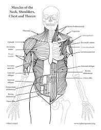 These include mobility, stability, posture, circulation, digestion, and more. Muscles Of The Neck Shoulders Chest And Thorax Anterior Advanced