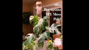 You should mix 3 parts potting soil to 2 parts pumice, perlite, or gritty horticultural sand. Diy Moss Pole Albo Borsigiana Variegated Monstera Deliciosa Youtube