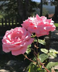 Pin De تسنيم الحسني En Nature Rosas