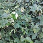 Image result for Lagenaria sphaerica