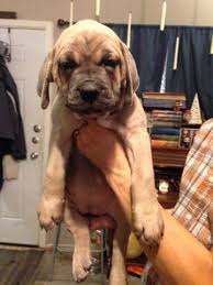 Find the perfect puppy for sale in austin, texas at next day pets. Cane Corso Puppies Ready To Go Home For Sale In Austin Texas Classified Americanlisted Com