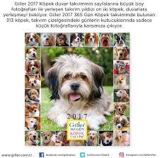 Giller 2017 Giller 365 Gun Kopekli Duvar Takvimi Seckin Facebook