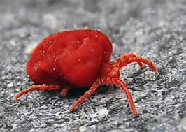 Rote Spinne Rote Spinne Spinne Rot
