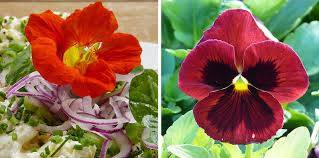 Edible flowers should be treated as ingredients in their own right (they also pack a powerful medicinal punch too with the likes of hibiscus being full of antioxidants and calendula aiding digestion). 11 Edible Flowers Flower Power