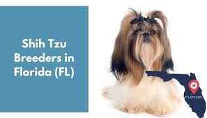 If you require a pup with breeding rights or for show quality with a top pedigree then expect to pay from $3,300 upwards to $5,000 or even more. 15 Shih Tzu Breeders In Florida Fl Shih Tzu Puppies For Sale Animalfate