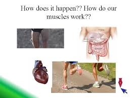 However, atp is not stored to a great extent in cells. Clil Science Muscle Tissue And Muscle Contraction Rosalie