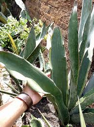 Image result for Sansevieria dawei