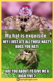 25 Misunderstood Spider Memes For Arachnid Lovers Sayingimages Com Memes Pinterest Humor Good Night Sweet Dreams