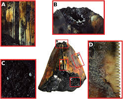 Close up images of Otodus megalodon tooth NA141-006-01-MT. A, tooth... |  Download Scientific Diagram