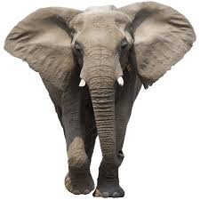 Free Free 346 Elephant Face Svg SVG PNG EPS DXF File