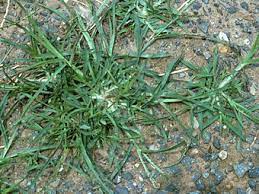 Goosegrass (eleusine indica) is a very troublesome grassy weed in athletic fields, golf greens, tees and fairways, and in other turfgrasses that are mowed short. Goosegrass Department Of Plant Science