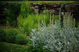 On jul 12, 2004, zorba from lake george, mn (zone 3a) wrote: Artemisia Ludoviciana Silver King Silver King White Sage Plant Lust