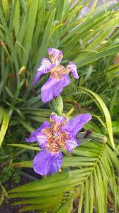 Image result for Indigofera roseo-caerulea