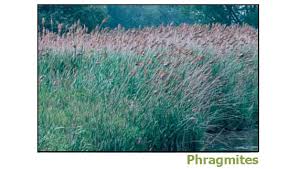 Image result for Phragmites