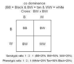 Punnett Squares Teaching Science Biology College Teaching Biology