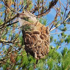 Les actions à mettre en oeuvre ne dépendent évidemment pas des dates administratives des saisons. Pays De La Loire Pour Lutter Collectivement Contre Les Chenilles Processionnaires Du Pin Inscrivez Vous