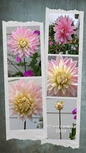 Image result for Dahlia sp. (cultivar)