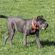 Yasar Sagarlar Adli Kullanicinin Cane Corso Italiano Panosundaki Pin Kopek Ordu Italya