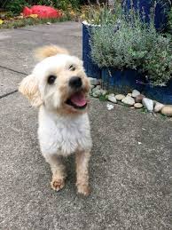 Zuhause Gesucht In Baden Wurttemberg Mannheim Hunde Ich Bin Immer Fur Dich Da Kerle