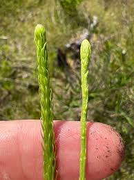 Image result for Lycopodiella caroliniana