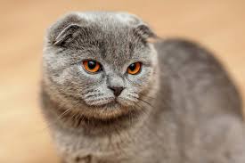 The british shorthair and the scottish fold are two of the most beloved pedigree breeds, especially in the uk. Scottish Fold Cat Breed Of Cat Britannica