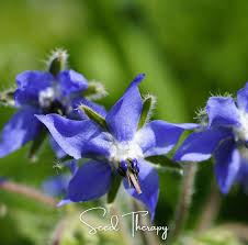 Image result for Borago