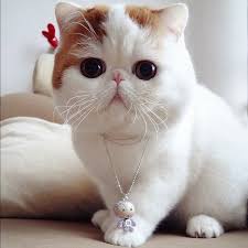 Top 10 Friendliest Cat Breeds Purrfect Love
