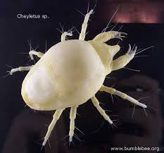 tiny white mites
