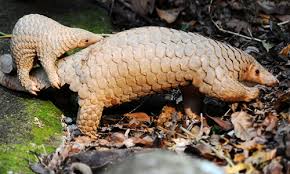 Последние твиты от pangolin (@baby_pangolin). China Upgrades Protection Of Pangolins From Second To First Class Same As Giant Panda Global Times