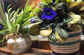 You can grow indoors calendula. Coronavirus Quarantine Tips To Garden Indoors While Stuck Inside